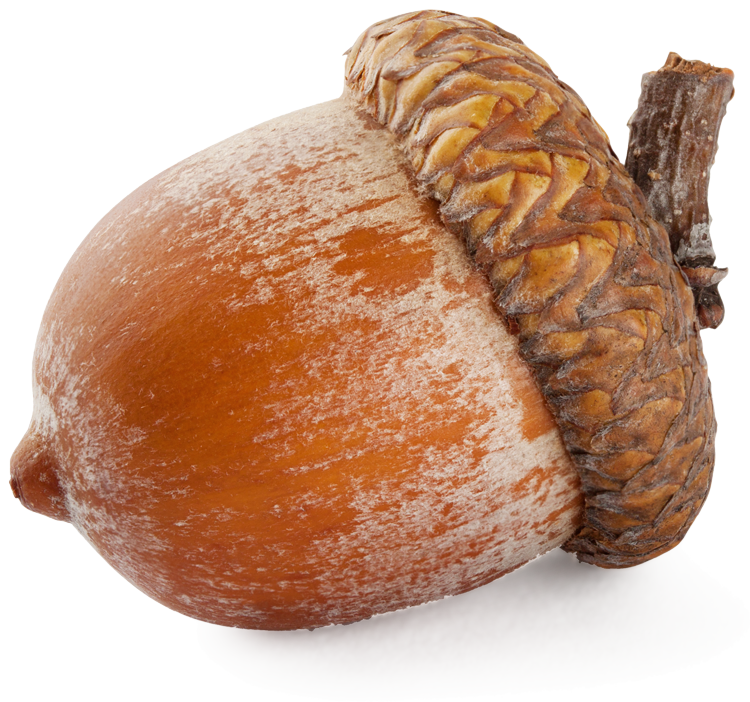 Nut Simulator unblocked
